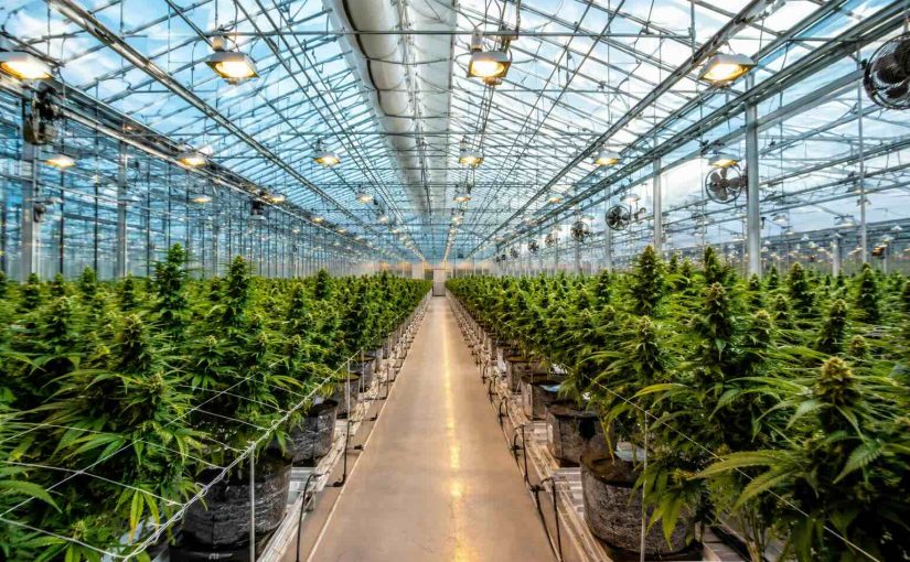 cannabis greenhouse